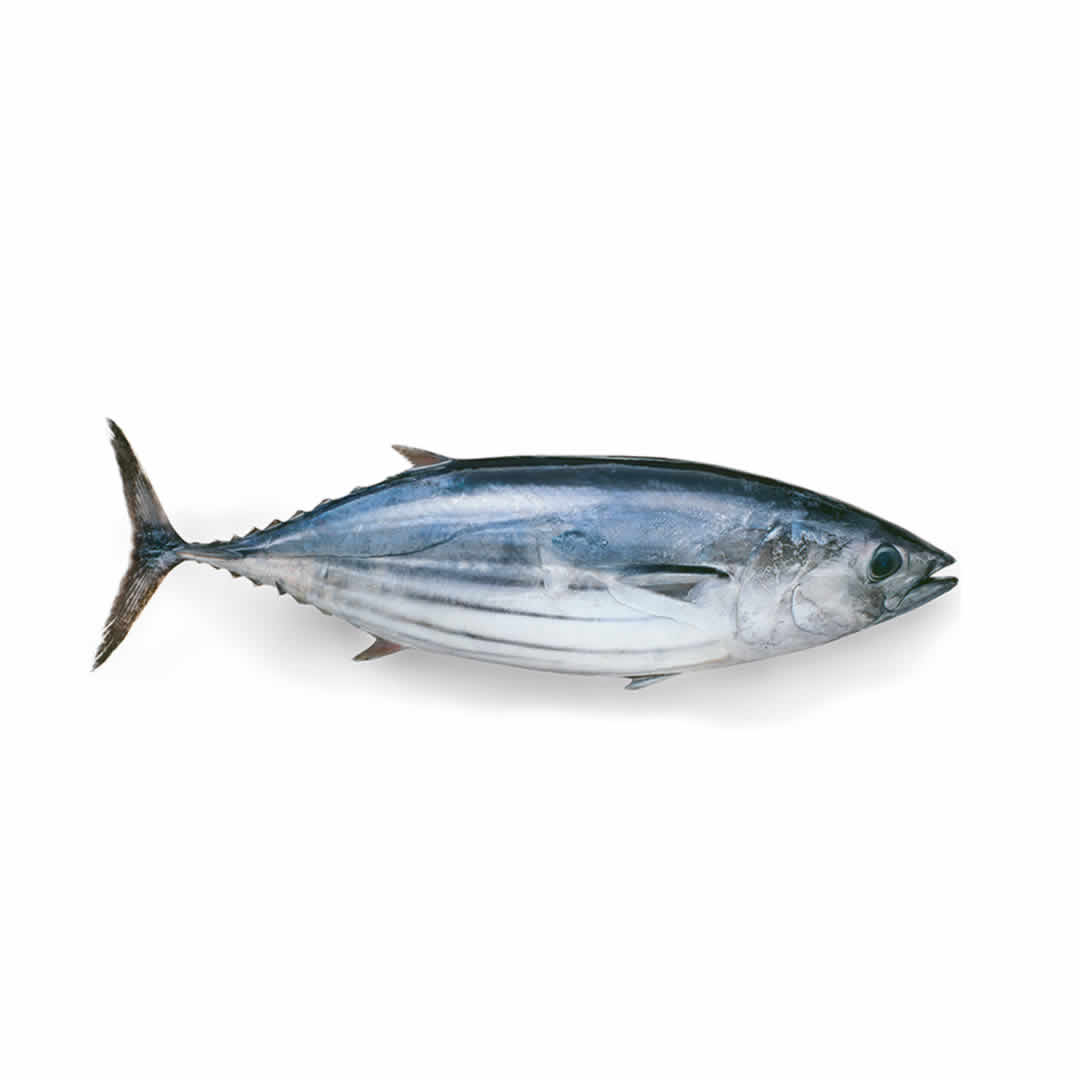 Pescado de mar Bonito 10lb