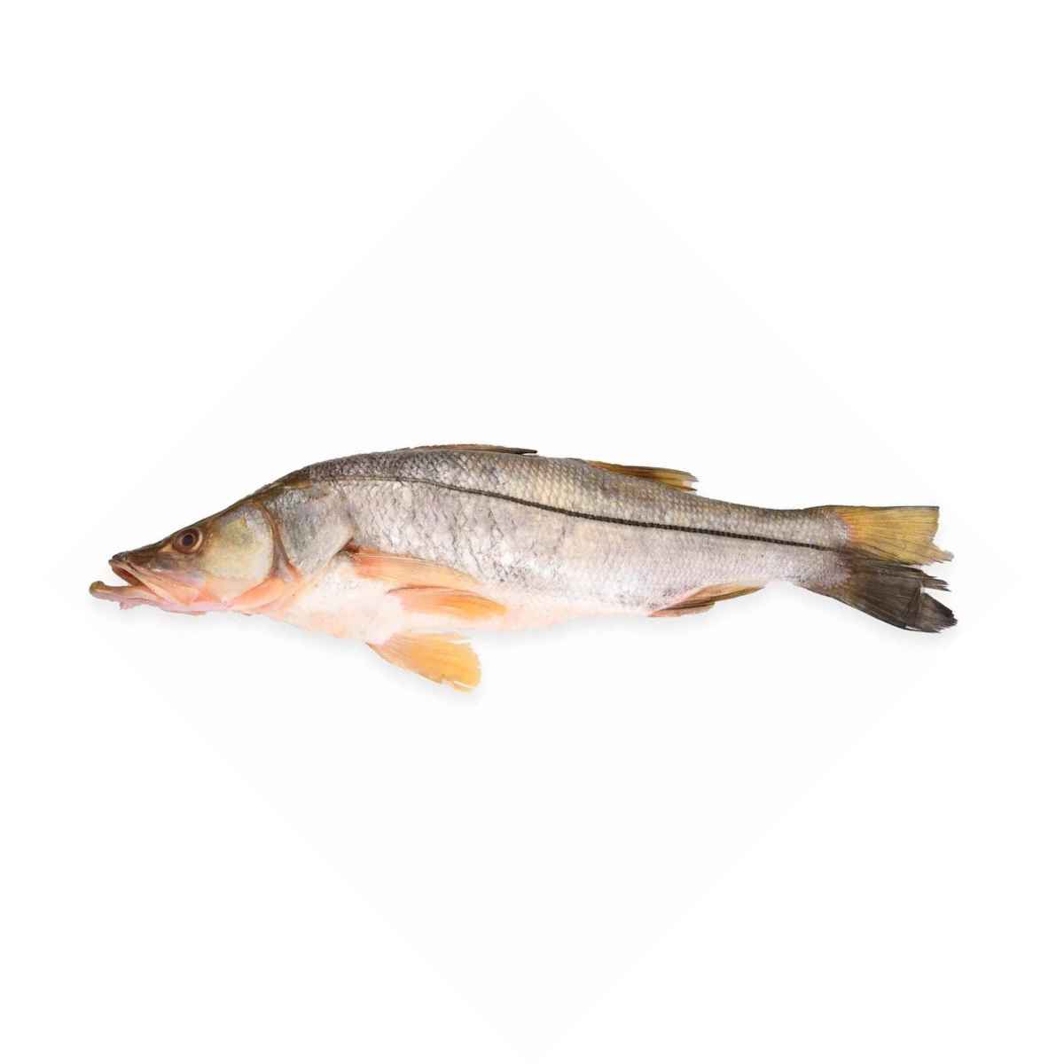 Pescado de mar Robalo 12lb
